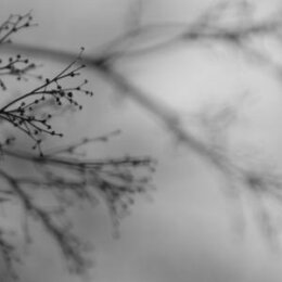 DAKOTA SUITE/DAG ROSENQVIST/EMANUELE ERRANTE - WHAT...