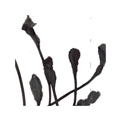 AGF/VARIOUS - A DEEP MYSTERIOUS TONE - CD