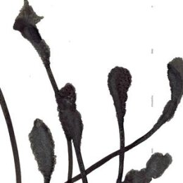 AGF/VARIOUS - A DEEP MYSTERIOUS TONE - CD