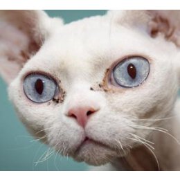 REALITÄT, DIE - BUBBLEGUM NOIR - LP