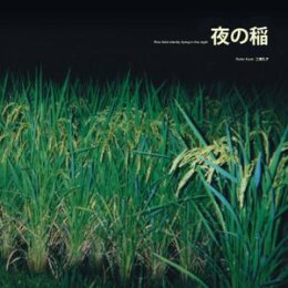 KUDO, REIKO - RICE FIELD SILENTLY RIPING IN THE NIGHT - LPD