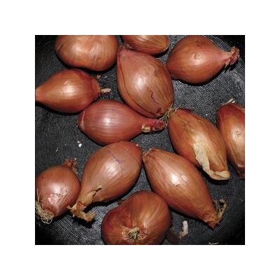 SEGALL, TY - FRIED SHALLOTS - EP