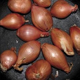 SEGALL, TY - FRIED SHALLOTS - EP