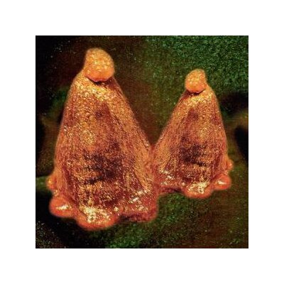 BLACK TO COMM - OOCYTE OIL & STOLEN ANDROGENS - CD