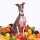SHELLAC - EXCELLENT ITALIAN GREYHOUND - LP