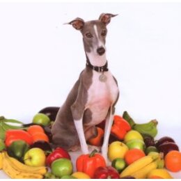 SHELLAC - EXCELLENT ITALIAN GREYHOUND - CD