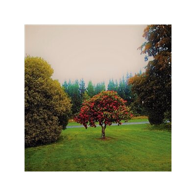 BATS, THE - FOOTHILLS - CD