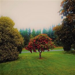 BATS, THE - FOOTHILLS - CD