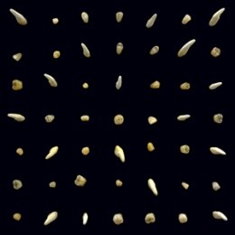 CLIPPING. - VISIONS OF BODIES BEING BURNED - LP