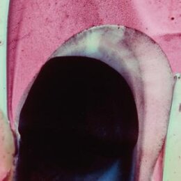 DE LABORDE, CAMILA - OPUNTIA - 12"