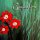 SPRINGTIME - SPRINGTIME (LTD. CLEAR VINYL) - LP