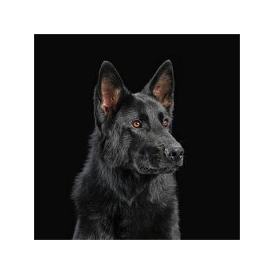 NERVEN, DIE - DIE NERVEN - CD