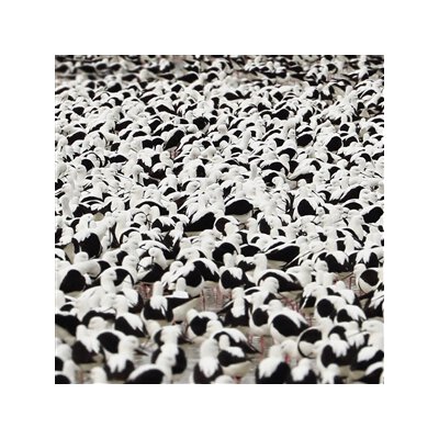 DONNELLY, STELLA - FLOOD - CD