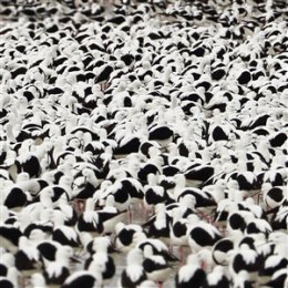 DONNELLY, STELLA - FLOOD - CD