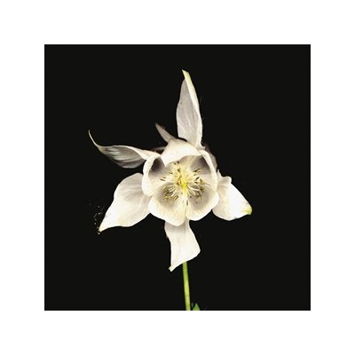 FRIDGE - HAPPINESS - ANNIVERSARY EDITION - LP