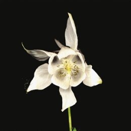 FRIDGE - HAPPINESS - ANNIVERSARY EDITION - LP