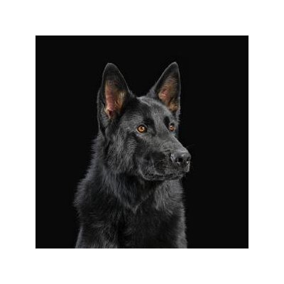 NERVEN, DIE - DIE NERVEN (ORANGE VINYL) - LP