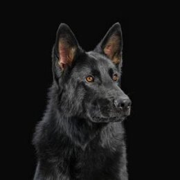 NERVEN, DIE - DIE NERVEN (ORANGE VINYL) - LP