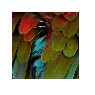 NYOS - CELEBRATION - LP