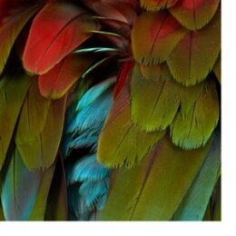 NYOS - CELEBRATION - LTD SINGLE COL. ED. - LP