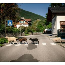PONGRATZ, MAXI - I MECHT AN LANDLA HEAN - CD