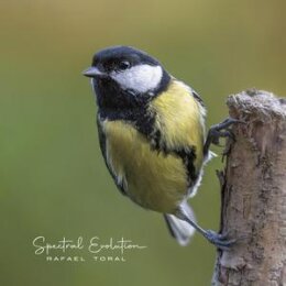 TORAL, RAFAEL - SPECTRAL EVOLUTION - LP