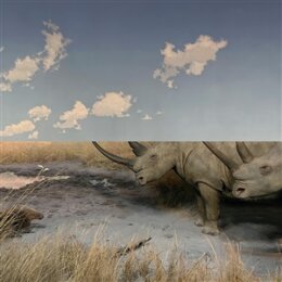 CARPET - COLLISION - CD