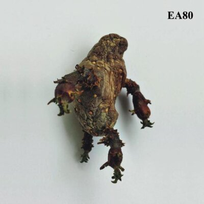 EA80 - Single - LP