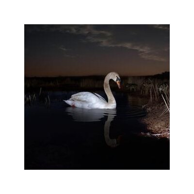 WANDINGER, LUDWIG - IS PEACE WILD? - LP