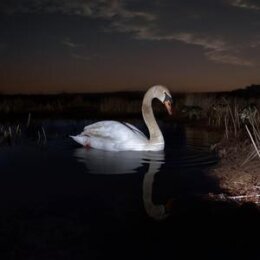 WANDINGER, LUDWIG - IS PEACE WILD? - LP