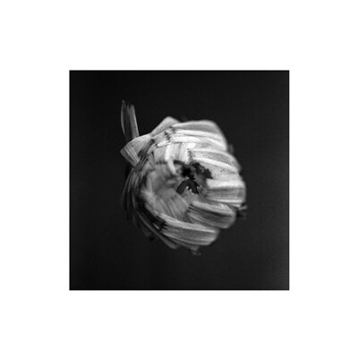 A SWARM OF THE SUN - AN EMPIRE - CD