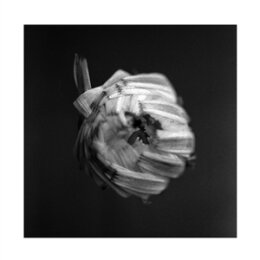 A SWARM OF THE SUN - AN EMPIRE - CD