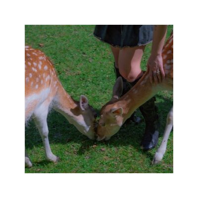 GARDENS - FLAWS - CD