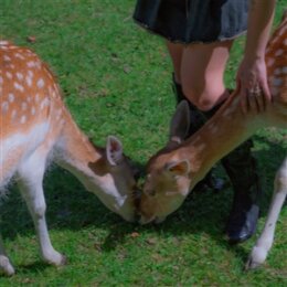 GARDENS - FLAWS - CD