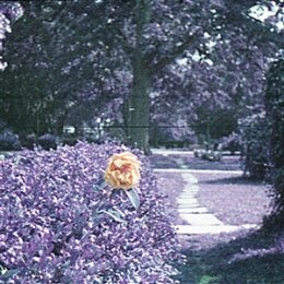 HOUR - SUBMINIATURE - CD