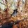 WOODS, BILLY - GOLLIWOG - CD