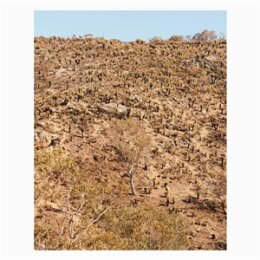 PEKLER, ANDREW & IELASI, GIUSEPPE - PALIMPSESTS - LP