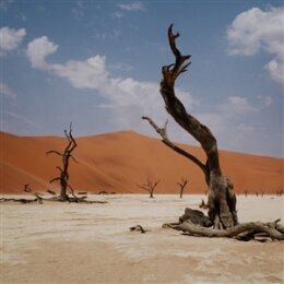 NYOS - GROWL - LP