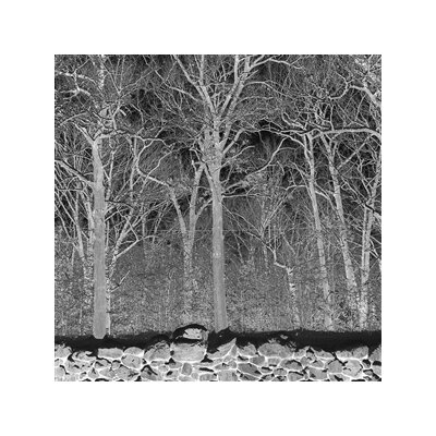 PILE - SUNSHINE AND BALANCE BEAMS (CLEAR VINYL) - LP