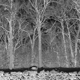 PILE - SUNSHINE AND BALANCE BEAMS (CLEAR VINYL) - LP