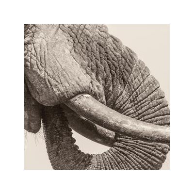 WHITE ELEPHANT - WORLD ELEPHANT DAY - LP