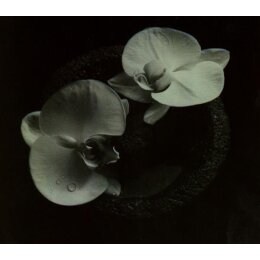 MIKE PATTON & JEAN-CLAUDE VANNIER - CORPSE FLOWER - CD