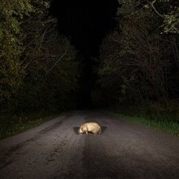 STONKS - BADGER - CD