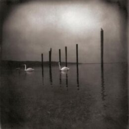 OM - CONFERENCE OF THE BIRDS (REISSUE) - CD