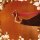 SUDAN ARCHIVES - NATURAL BROWN PROM QUEEN (ORANGE 2LP) - LP
