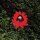 LIONMILK - WHEN THE FLOWERS BLOOM - LP