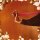 SUDAN ARCHIVES - NATURAL BROWN PROM QUEEN - CD