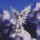 VIRAGEZERO - VIRAGEZERO - LP