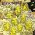 DINOSAUR JR. - I BET ON SKY - CD