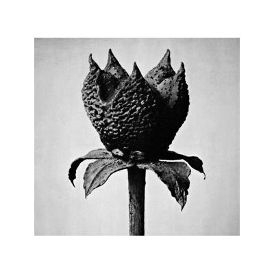 FUJITA, MASAYOSHI - BOOK OF LIFE - LPD